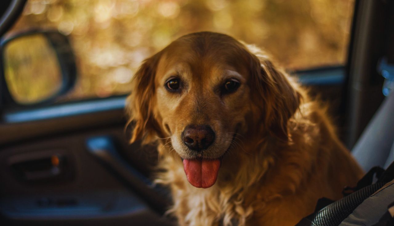 Descubra Como Treinar Seu Cachorro para Andar de Carro Hoje!.3