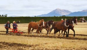 Descubra Como os Cavalos Transformam a Agricultura Hoje.2