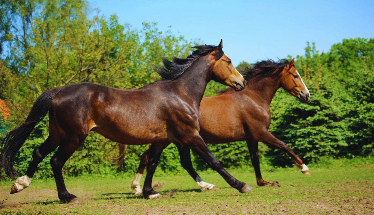 Descubra Como os Cavalos Transformam a Agricultura Hoje.3