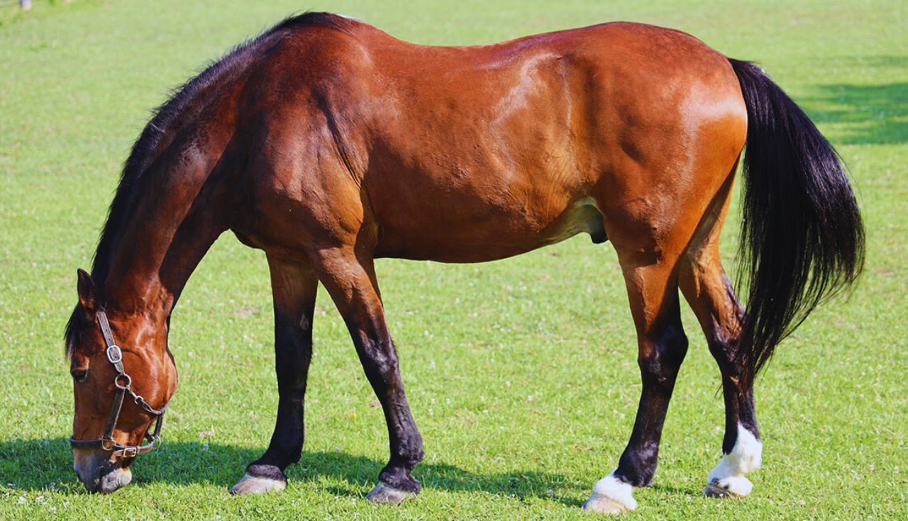 Descubra Como os Cavalos Transformam a Agricultura Hoje