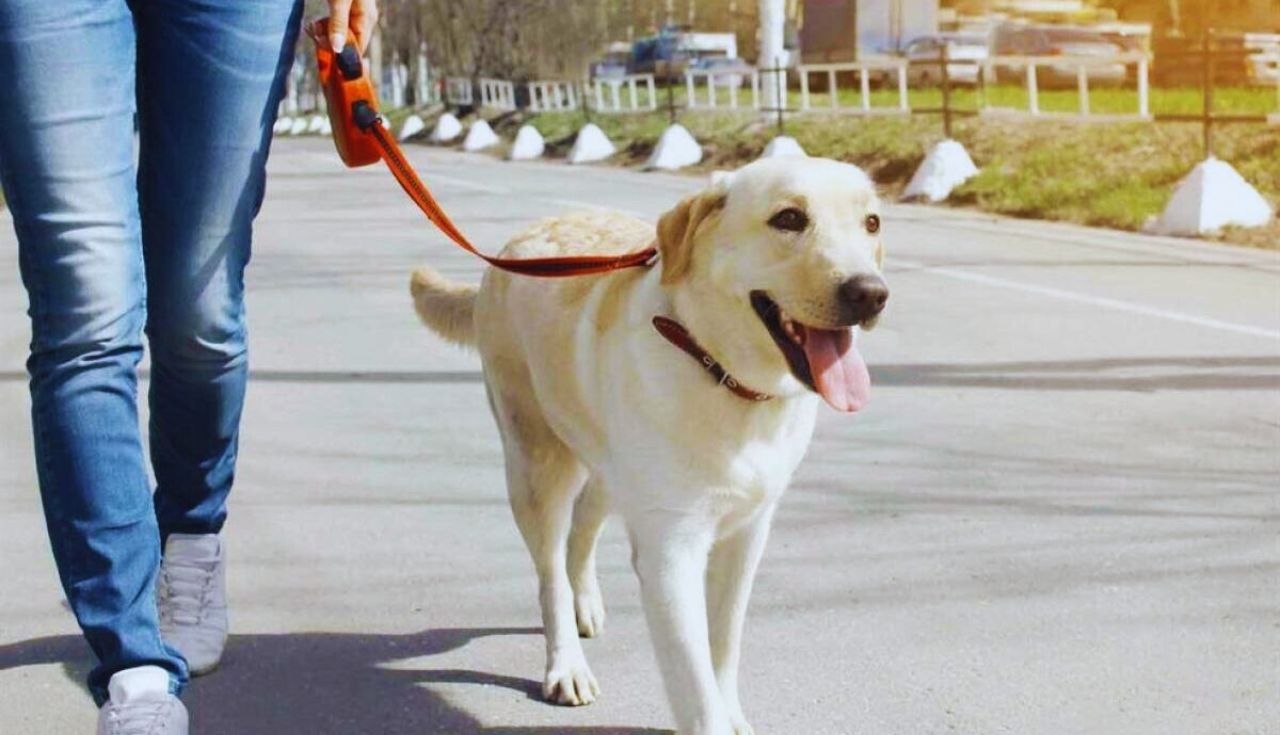 Dicas Essenciais para Proteger Seu Cachorro em Dias Quentes.2