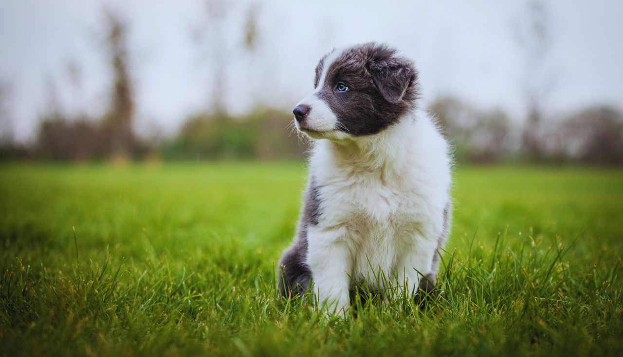 Dicas Essenciais para Proteger Seu Cachorro em Dias Quentes