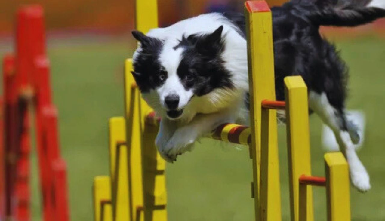 Excesso de Energia em Cachorros