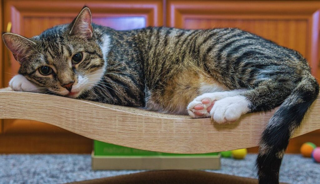 Gato Obeso.2
