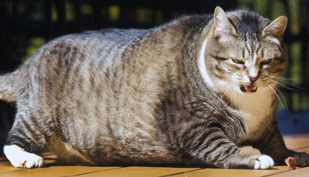 Gato Obeso.3