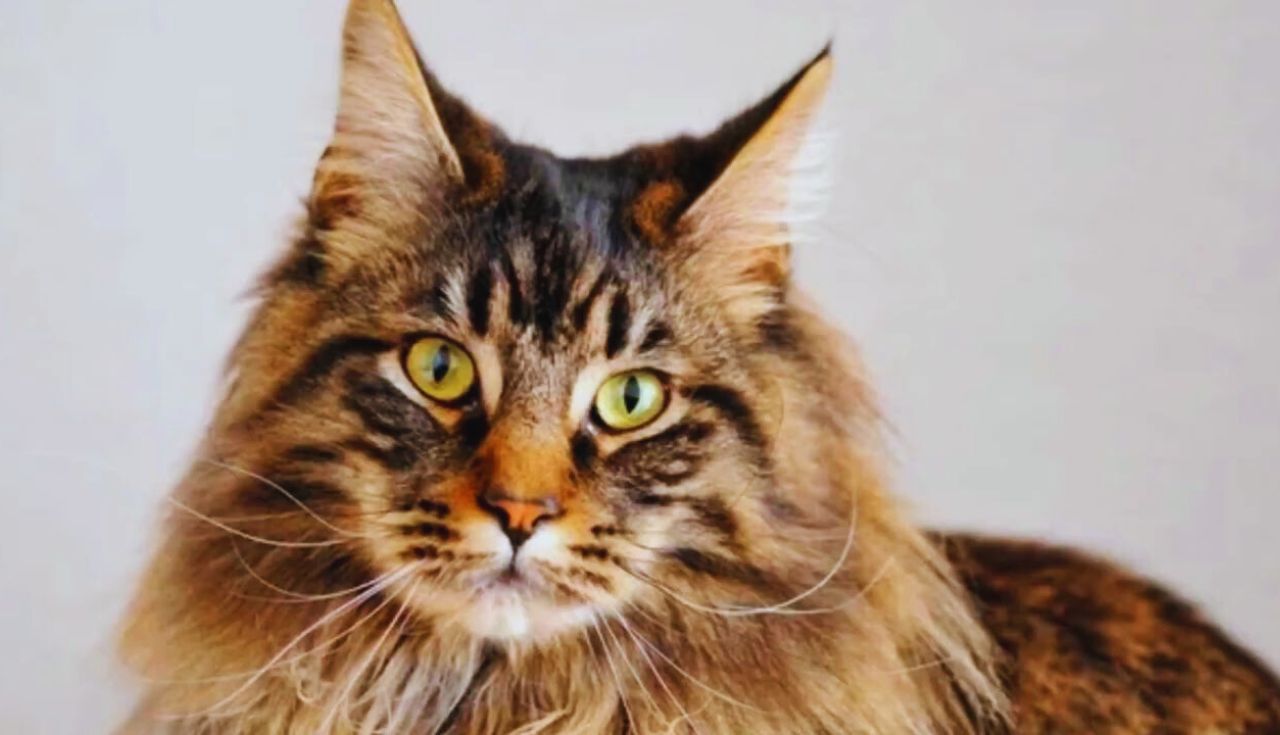 Gatos Maine Coon .2