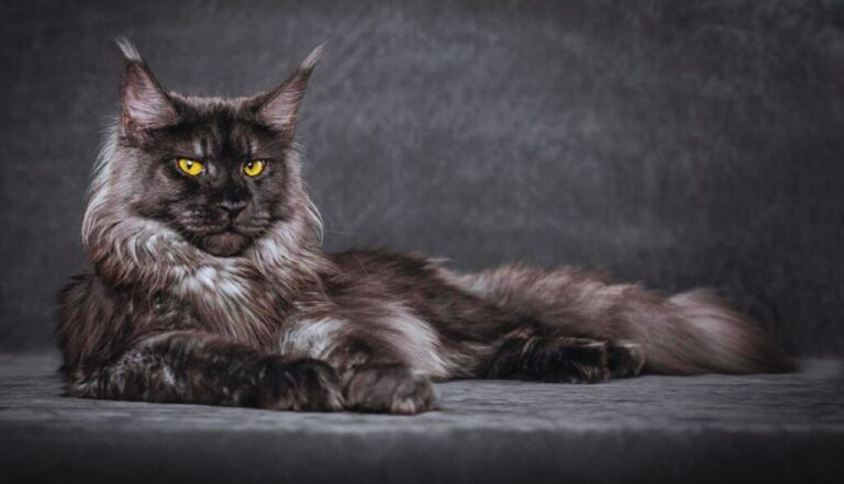 Gatos Maine Coon