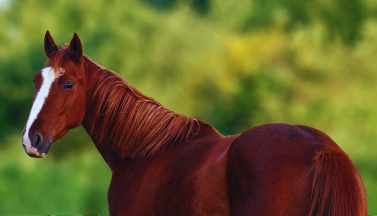 Maiores Criadores de Cavalos do Brasil.3