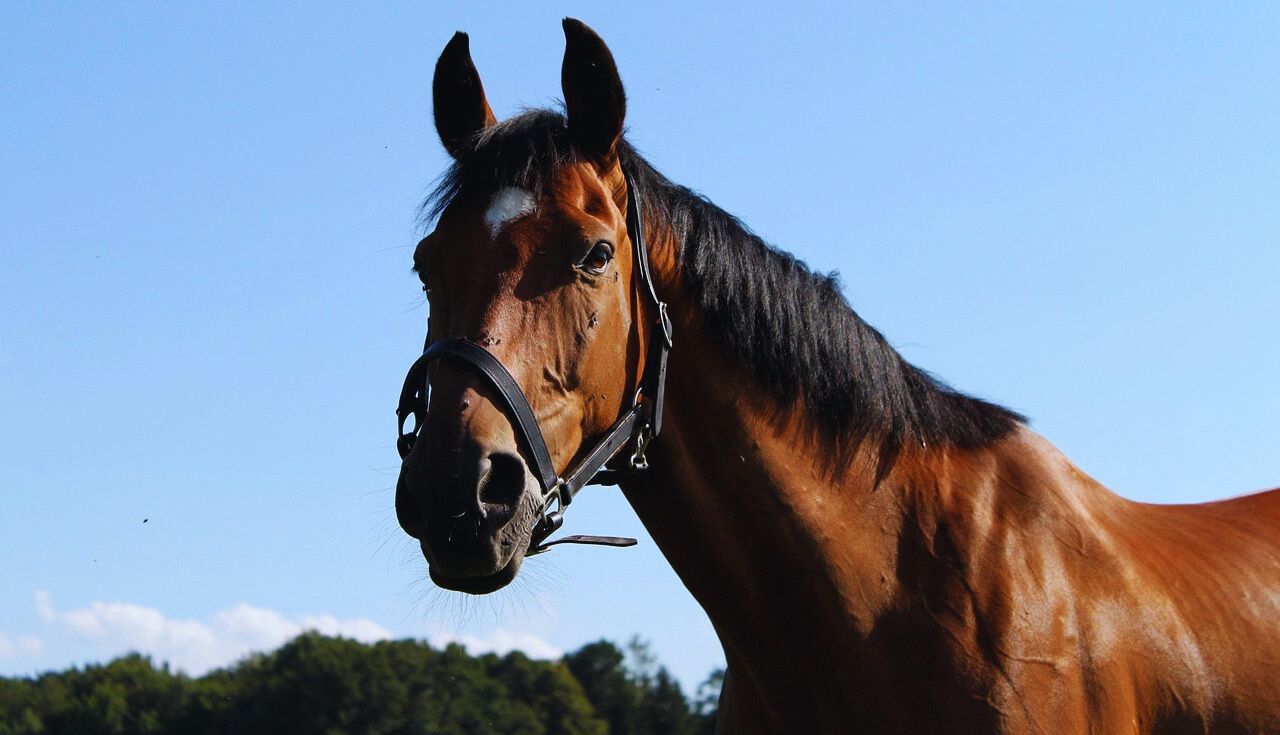 Maiores Criadores de Cavalos do Brasil