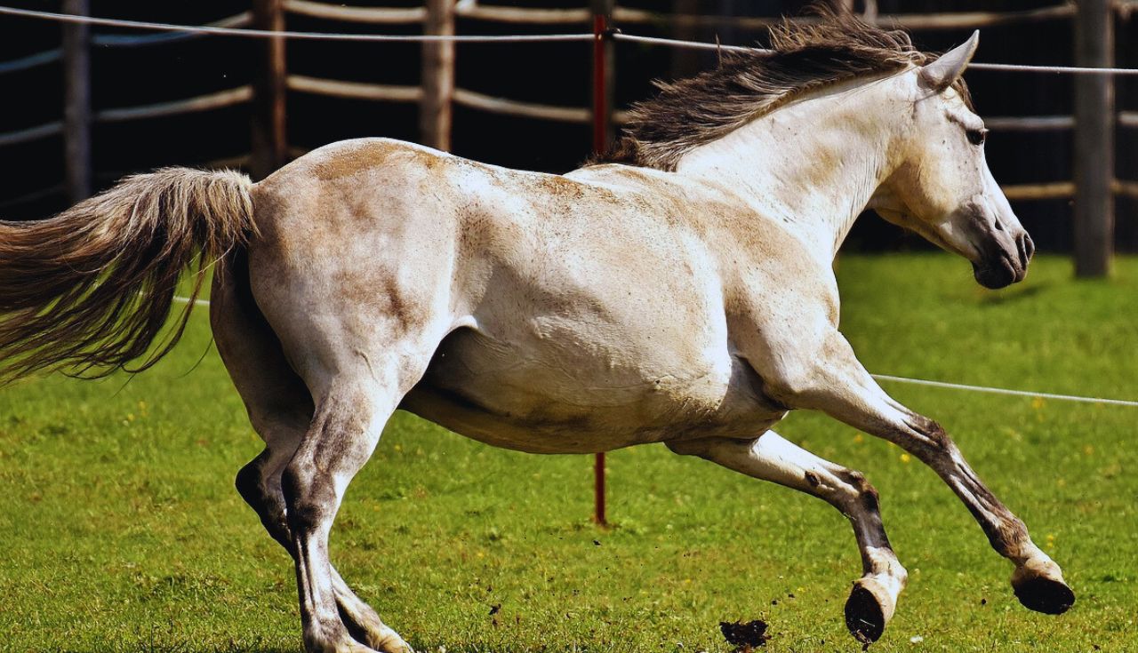 Raças de Cavalos Mais Comuns no Brasil