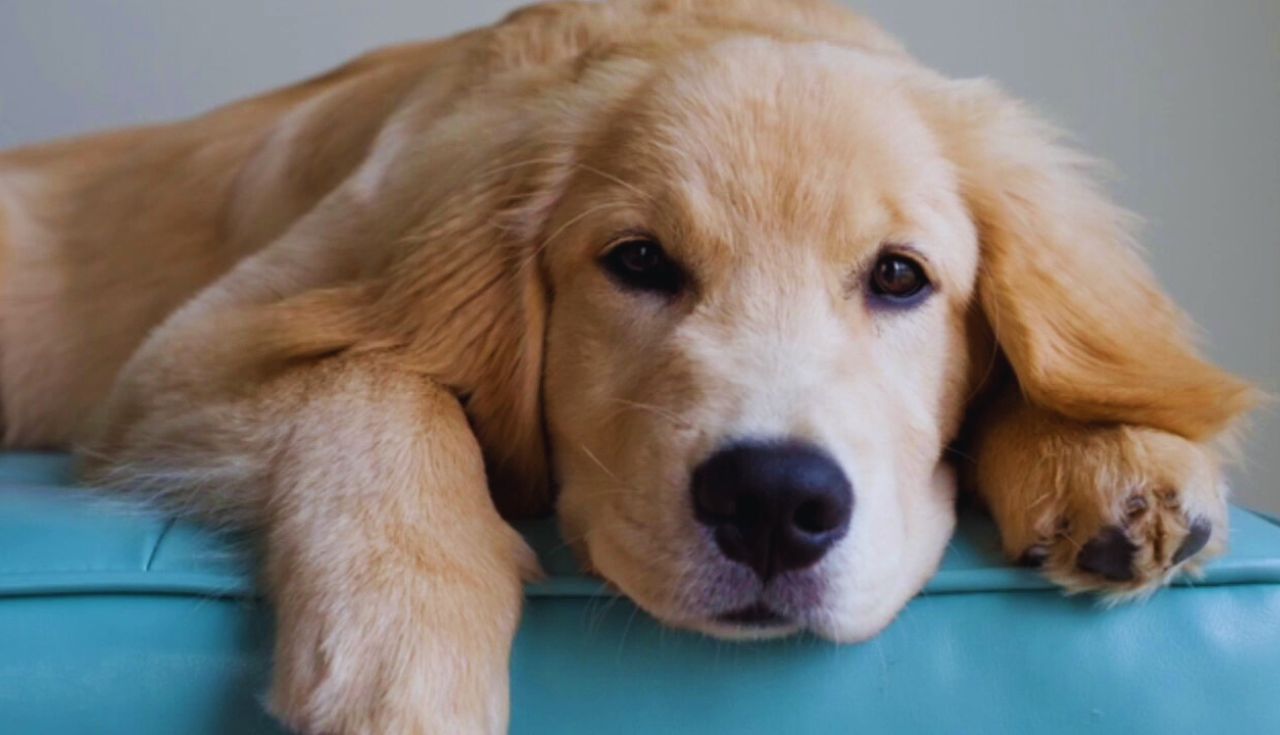 Sobre a Raça Golden Retriever