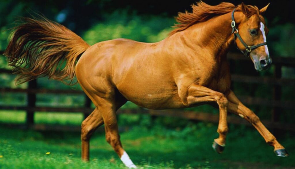 Treinar Cavalos para Rodeios e Provas.2