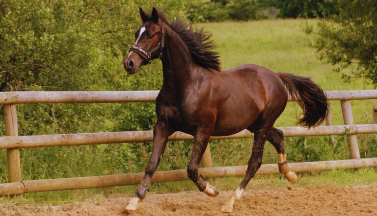 Treinar Cavalos para Rodeios e Provas.3