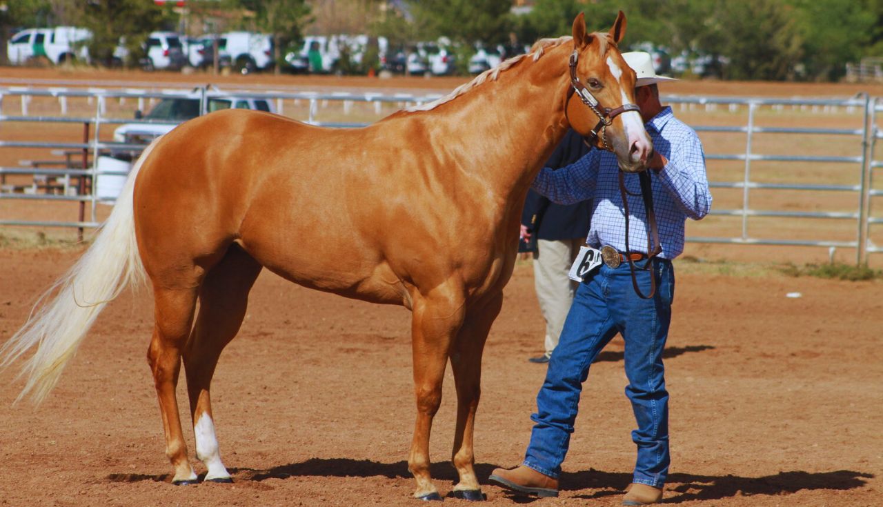 Treinar Cavalos para Rodeios e Provas