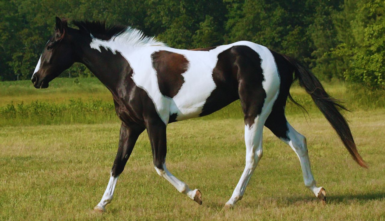 Condição Física de Cavalos