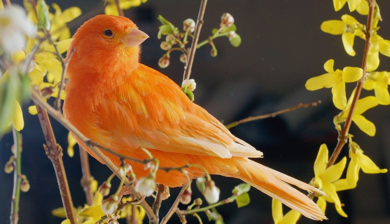 Rotina de Higiene para Aves Domésticas.3