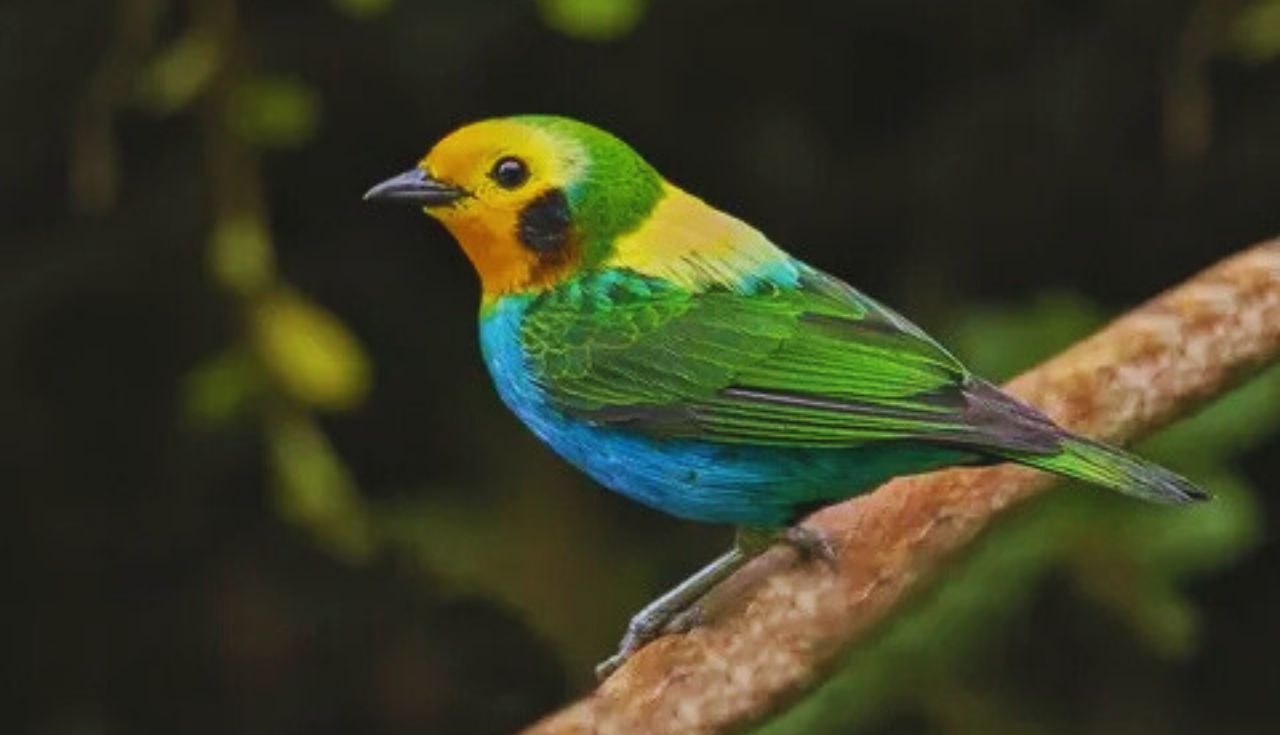 Rotina de Higiene para Aves Domésticas